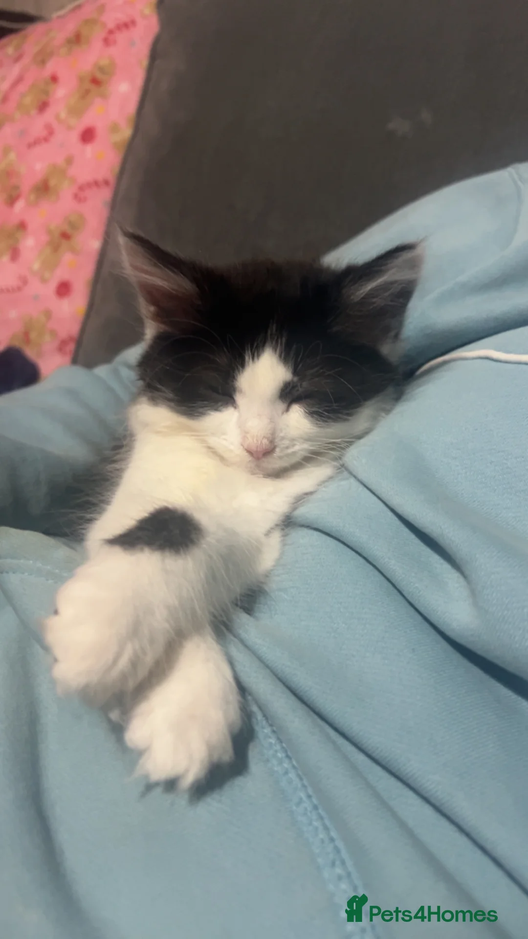 Mixed Breed cats for sale: 3 loving 5 month old kittens - Advert 3