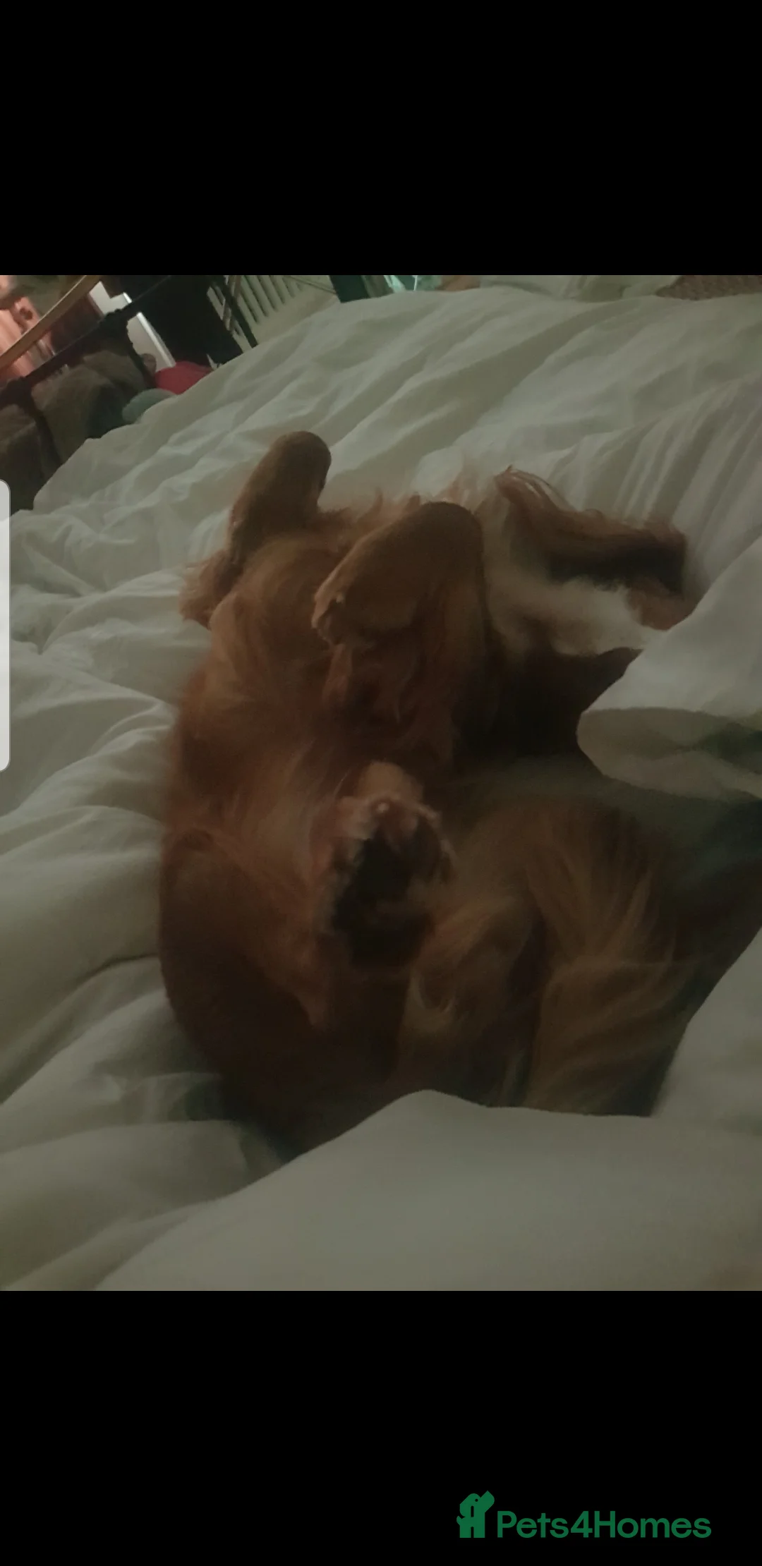 Cocker Spaniel dogs for sale: Male 2 year old Cocker Spaniel  - Advert 2