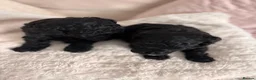 Toy Poodle dogs for sale: READY NOW solid black KC Toy poodle Girl - Advert 8