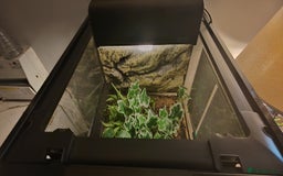 Gecko reptiles for sale: Full setup komodo  - Image 1