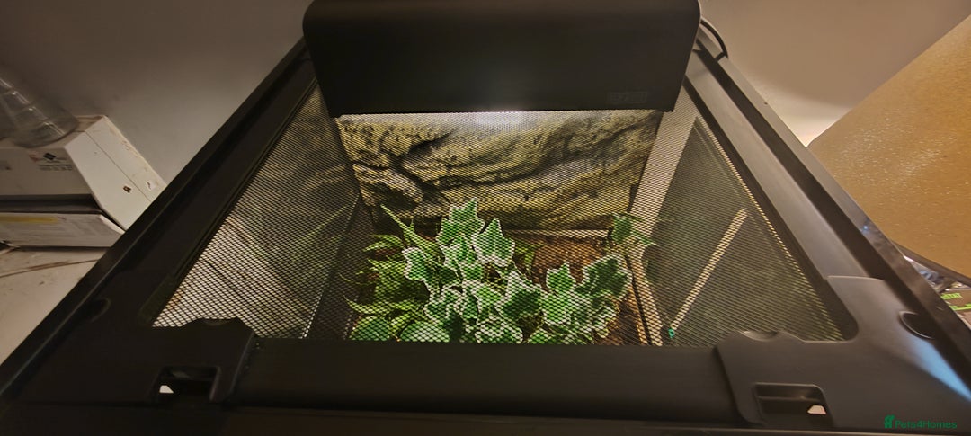 Gecko reptiles for sale: Full setup komodo  - Image 1