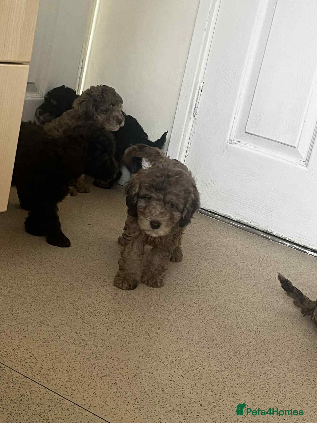 Cockapoo dogs for sale: BEAUTIFUL COCKAPOO PUPPIES LOOKING FOR LOVING HOME - Image 2