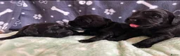 Australian Labradoodle dogs for sale: Multigenerational Australian Labradoodle puppies  - Advert 11