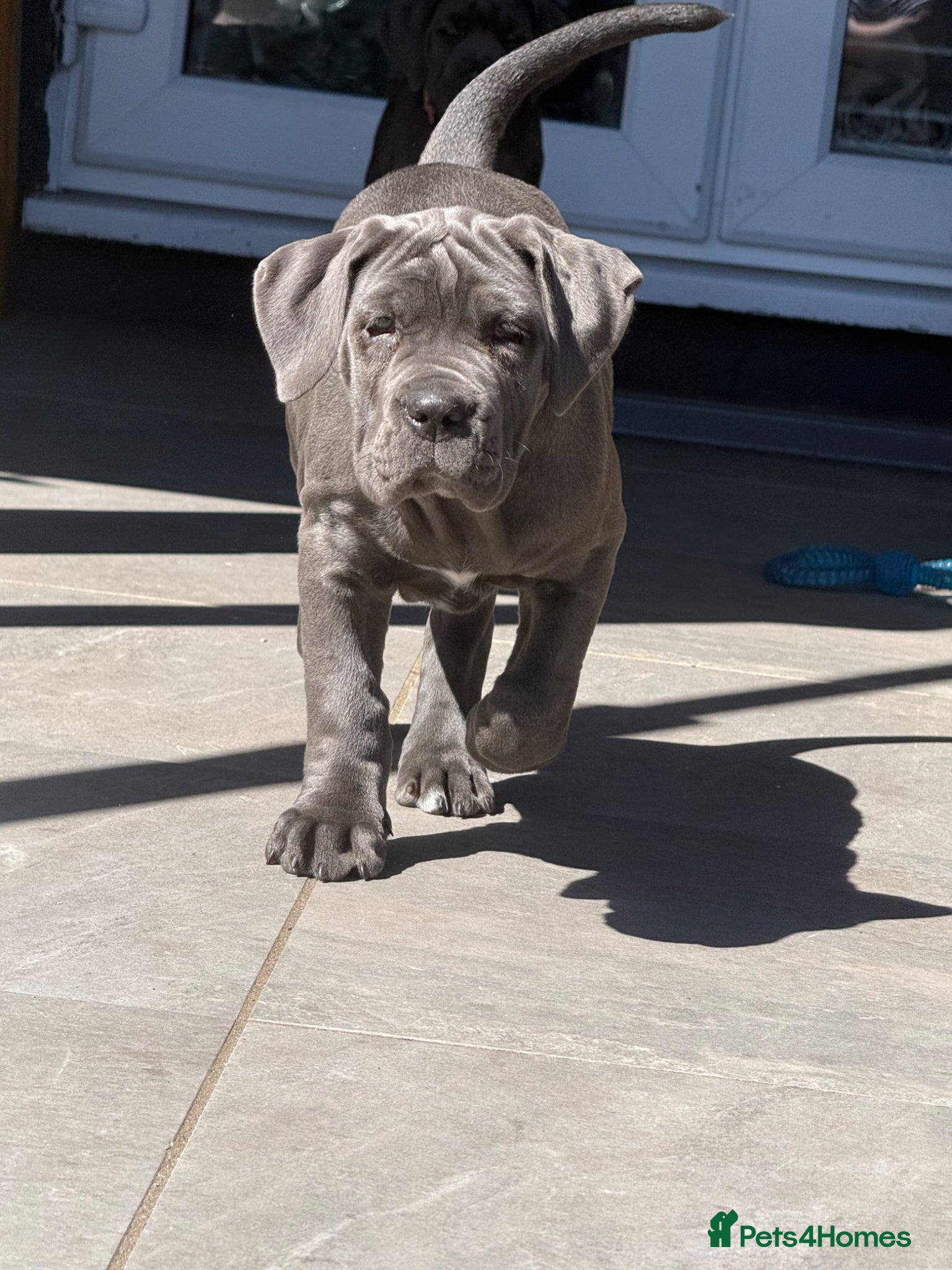 Cane Corso dogs 1 Stunning Blue Girl left Cane Corso Puppies - Advert 1