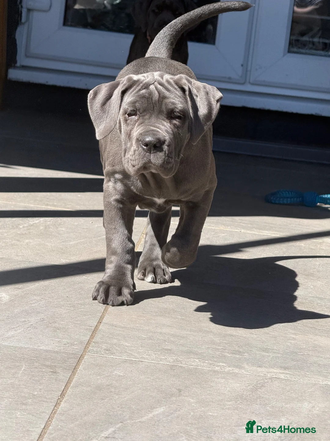 Cane Corso dogs for sale: 1 Stunning Blue Girl left Cane Corso Puppies - Advert 1