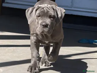 Cane Corso dogs 1 Stunning Blue Girl left Cane Corso Puppies - Advert 5