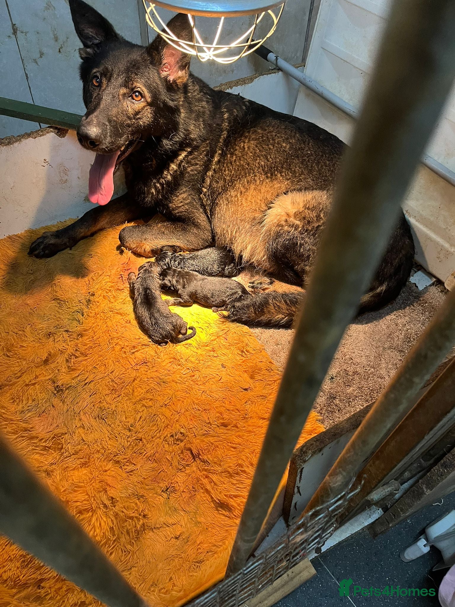 German Shepherd dogs Two female pups  - Advert 1