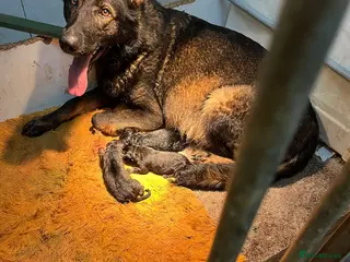 German Shepherd dogs Two female pups - Advert 1