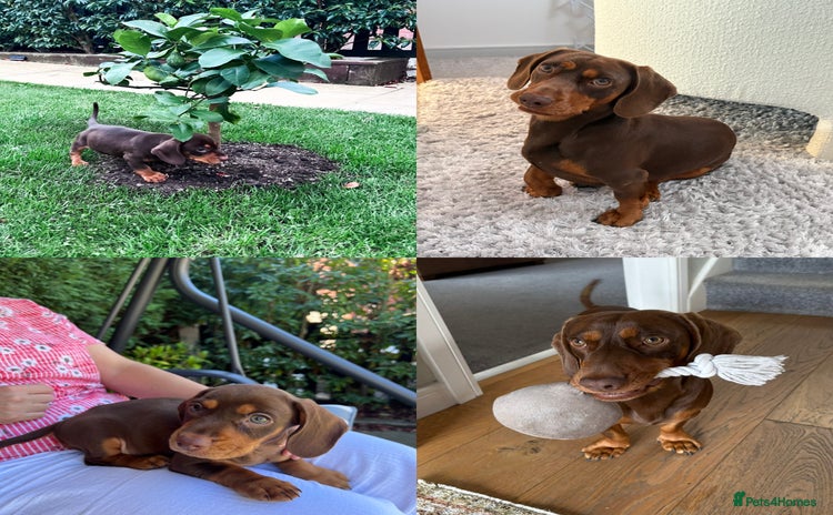 Mixed Breed dogs - Advert 2