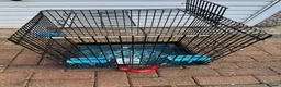 Conures birds for sale: Rare Rose crown Conure - Advert 6