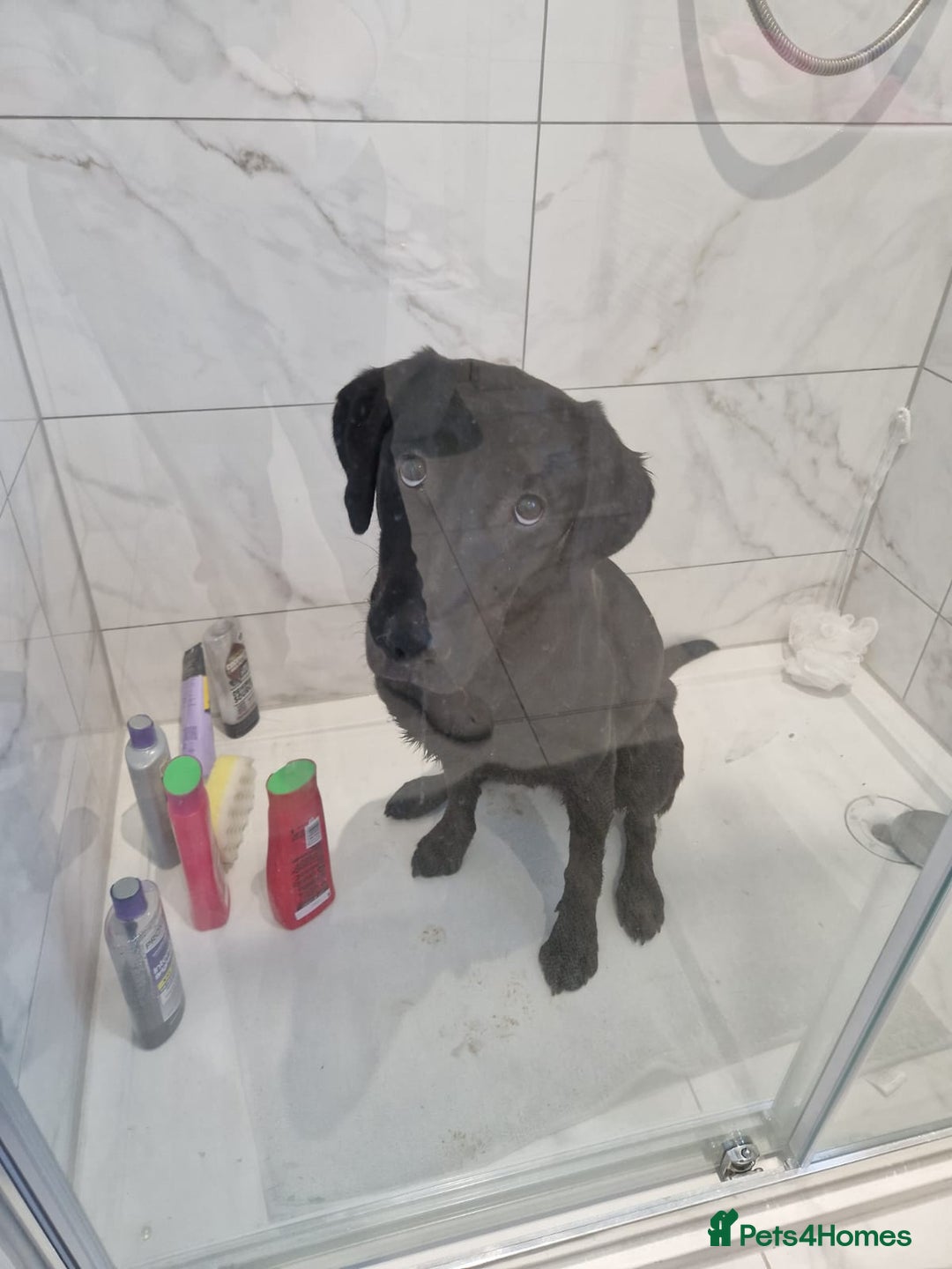 Labrador Retriever dogs for sale: Poppy 1 year old female labrador  - Advert 5