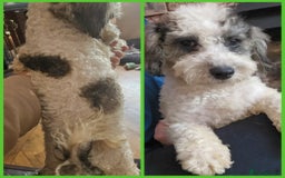 Poochon dogs for sale: F1 sable / sable merle poochons - Image 5