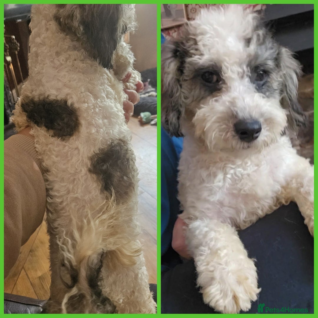 Poochon dogs for sale: F1 sable / sable merle poochons - Image 5