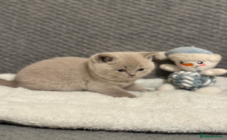 British Shorthair cats - Advert 2