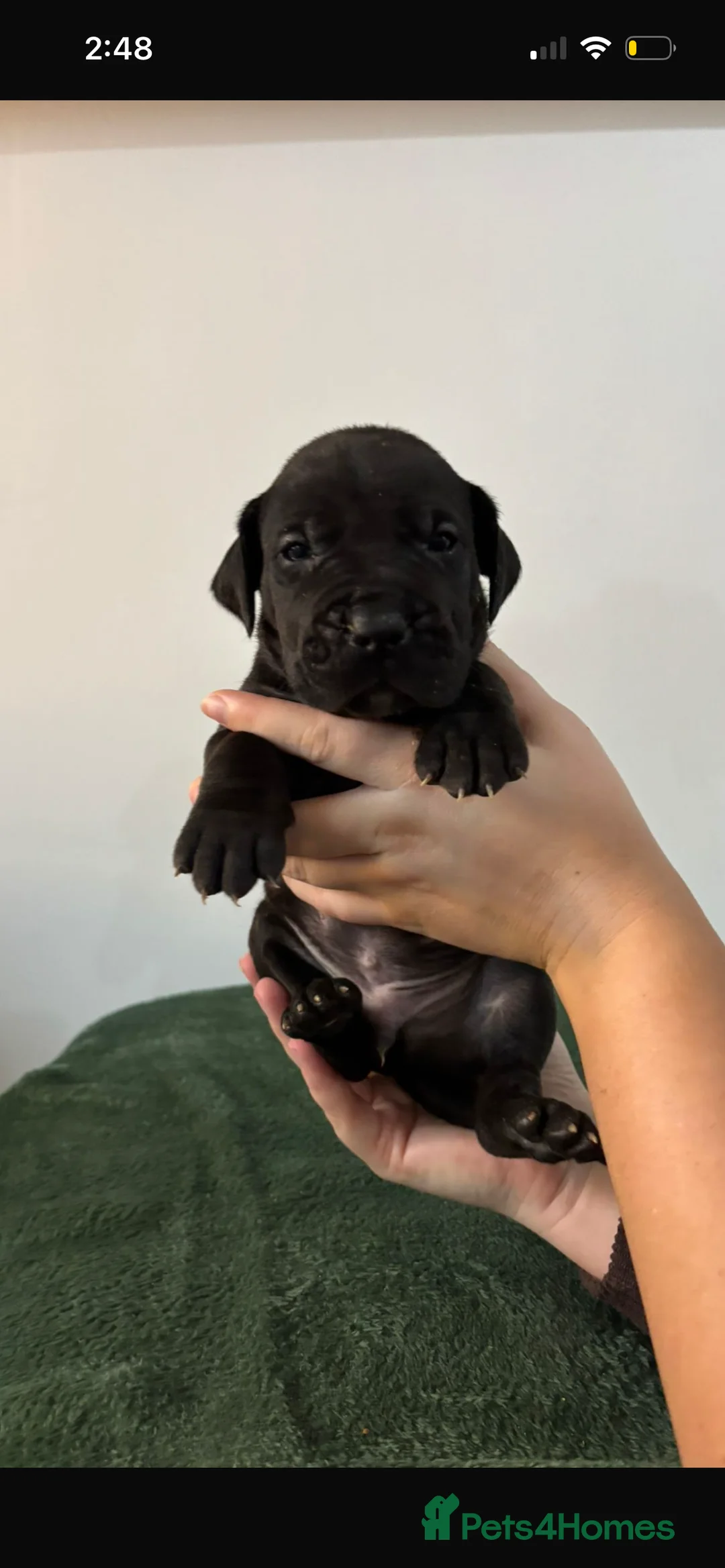 Presa Canario dogs for sale: Presa Canario puppies REDUCED  - Advert 39
