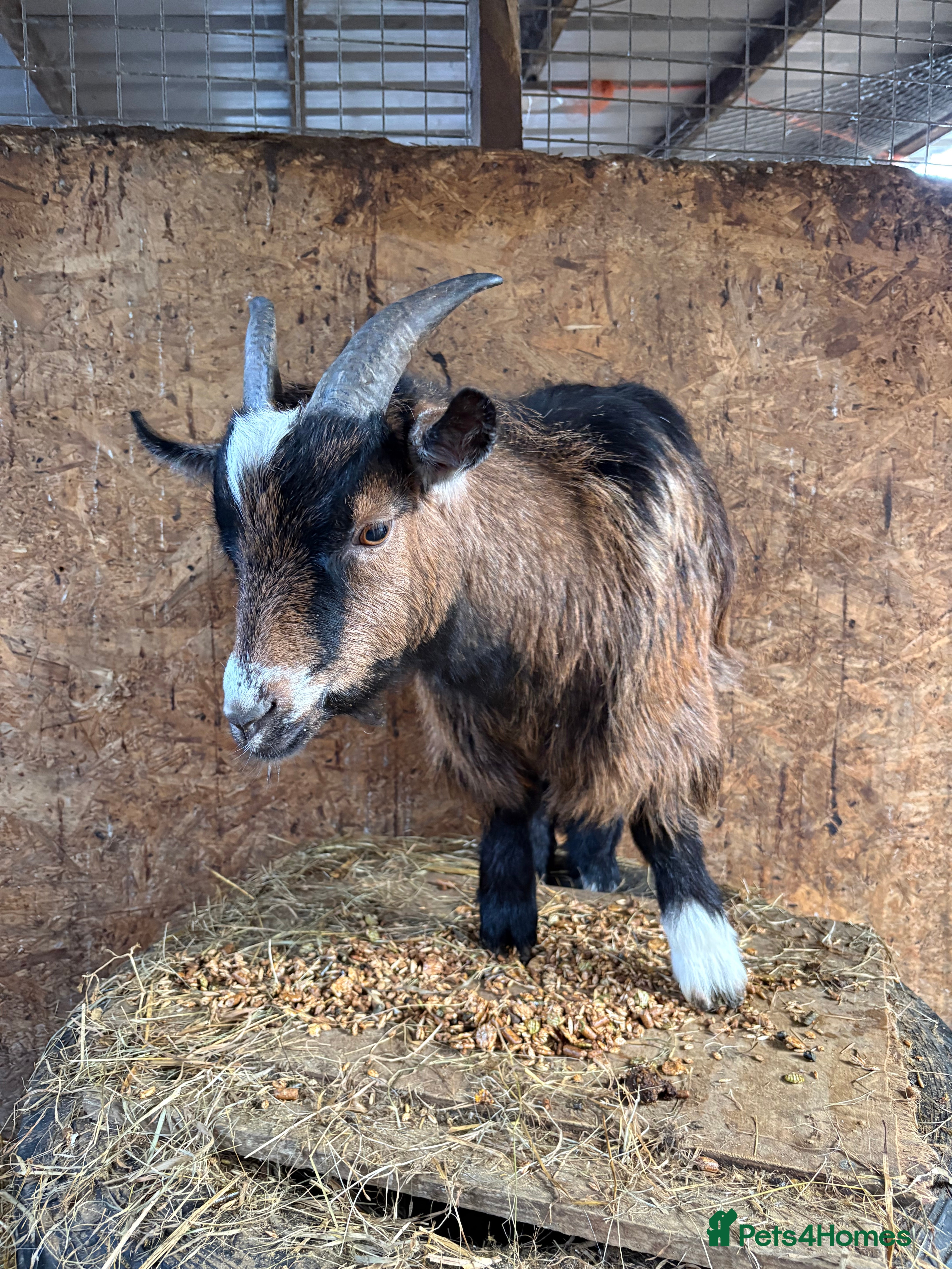 Goats livestock Pygmy weather ‘sprite’  - Advert 1