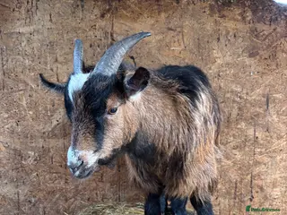 Goats livestock Pygmy weather ‘sprite’ - Advert 1