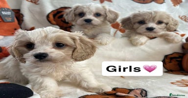 Cavachon dogs - Advert 2