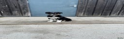 Border Collie dogs for sale: Black tri border collie  - Advert 4