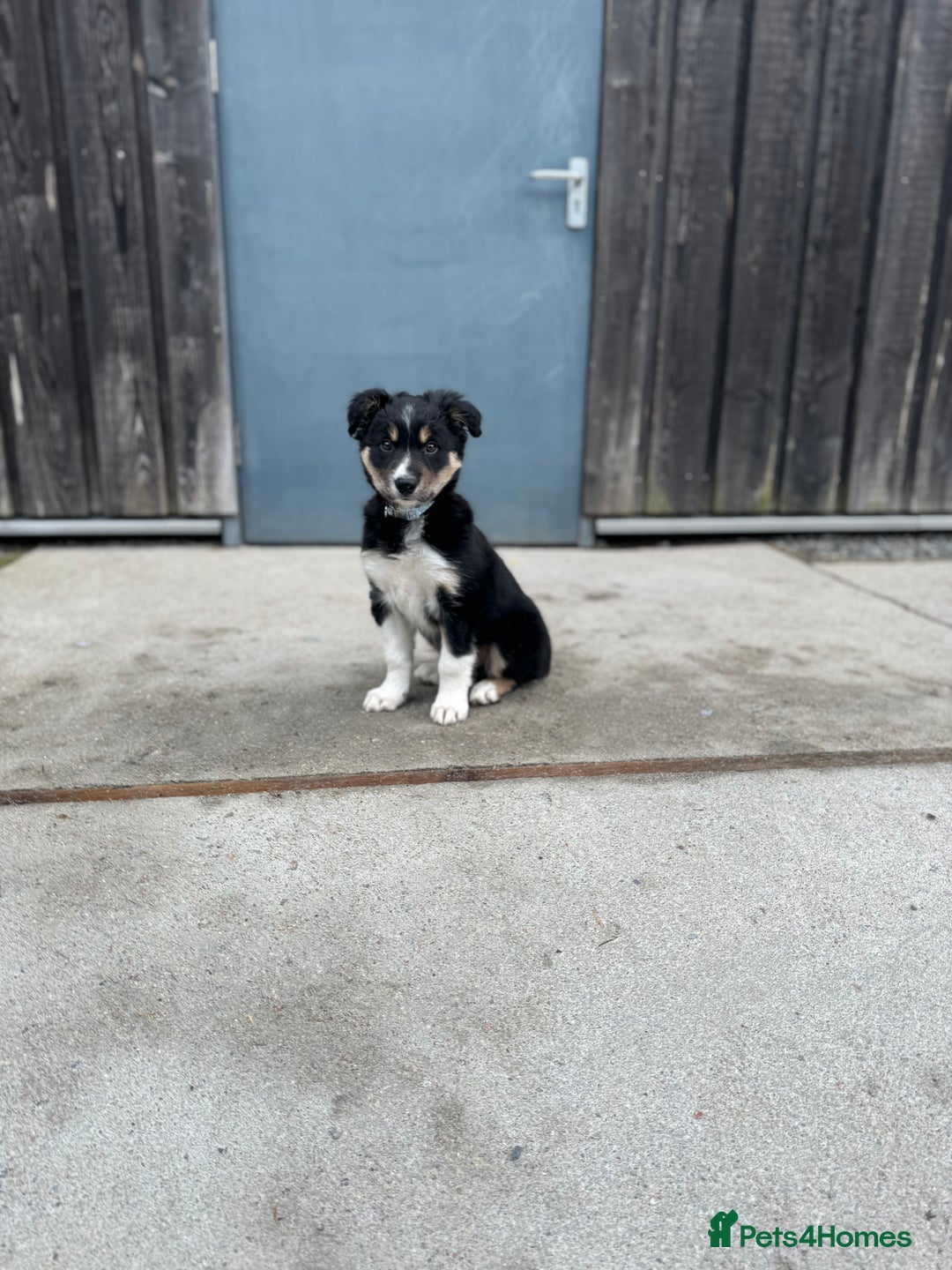 Border Collie dogs for sale: Black tri border collie  - Advert 4