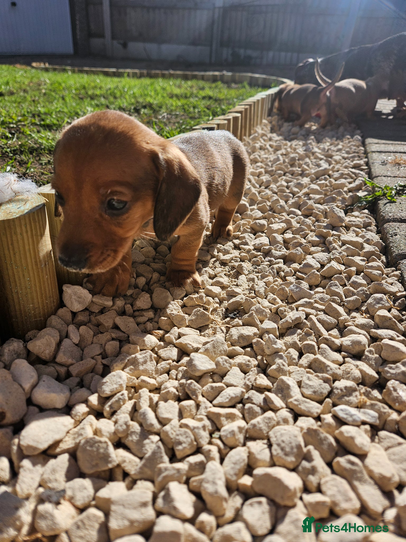 Miniature Dachshund dogs Miniature Dachshunds. **Only 2 boys left** - Advert 15