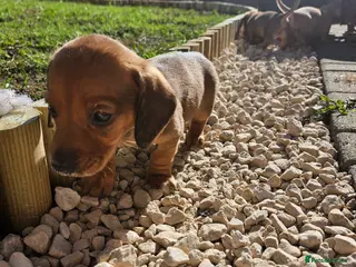 Miniature Dachshund dogs Miniature Dachshunds. **Only 2 boys left** - Advert 15