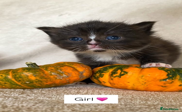 Ragdoll cats - Advert 4