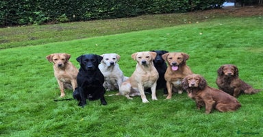 Labrador Retriever dogs - Advert 2