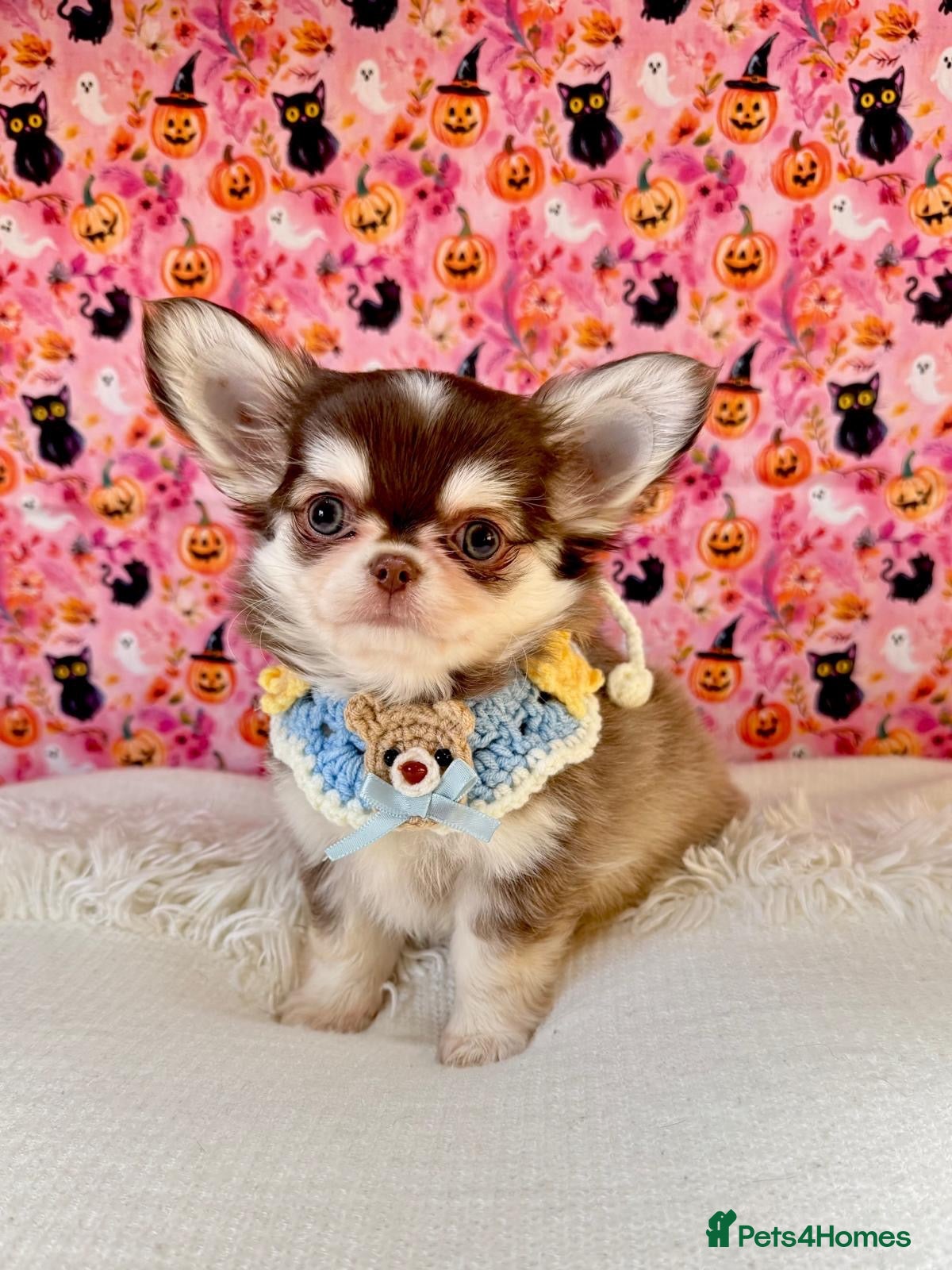 Chihuahua dogs for sale: 🤎🐾🖤Exotic LC RKC Husky Marking Boys🖤🐾🤎 - Advert 1