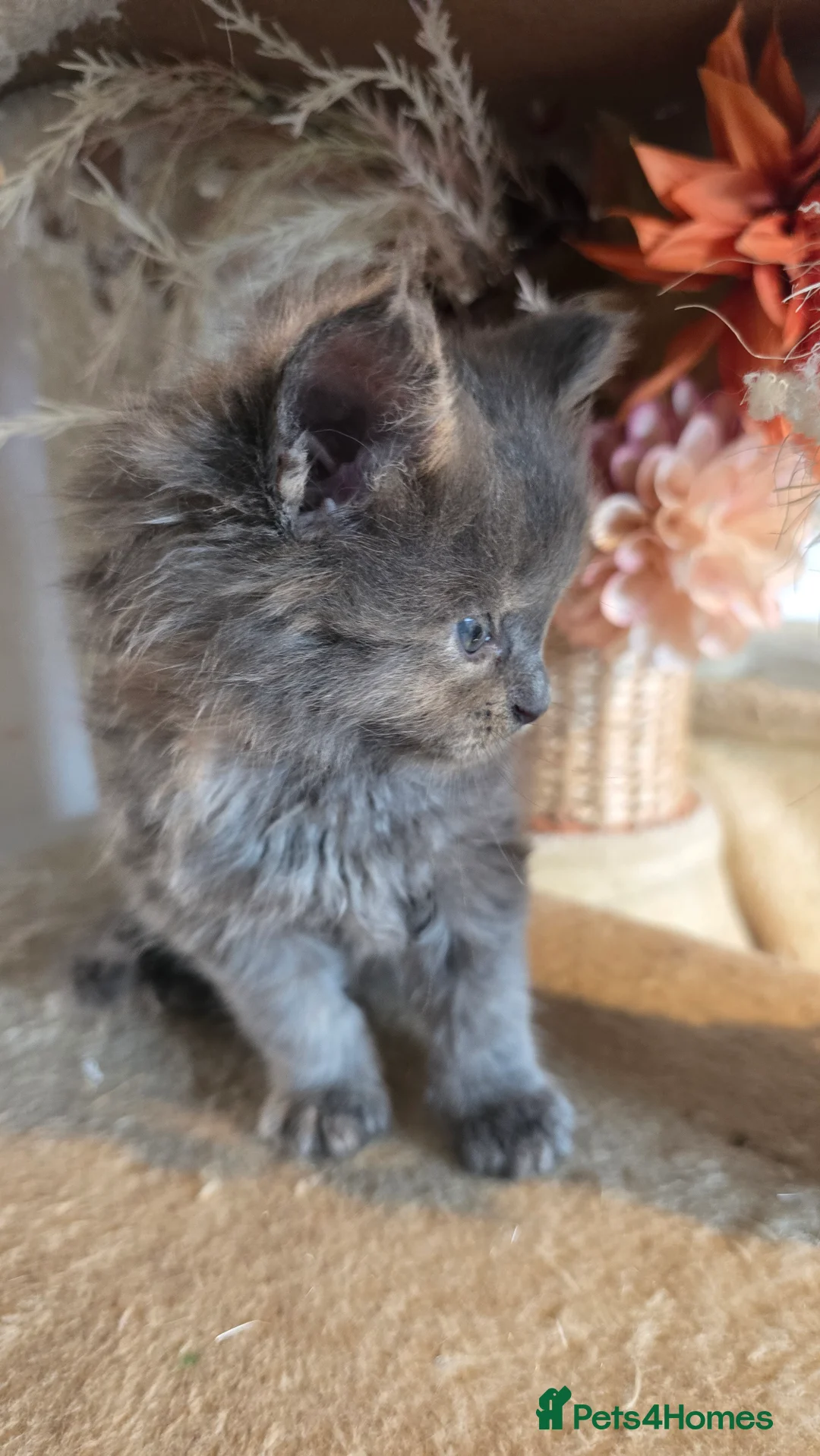 Maine Coon cats for sale: TICA REG MAINECOONS  - Advert 5