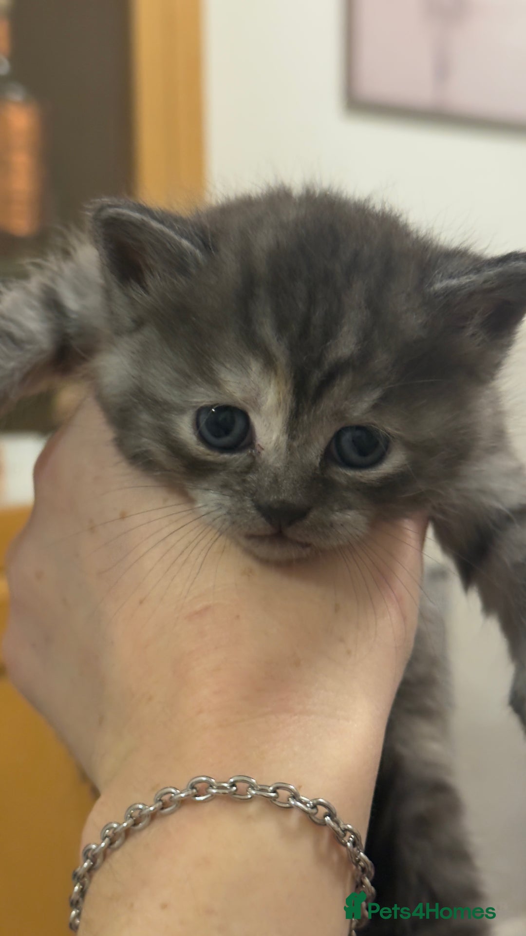 British Shorthair cats for sale: Half British shorthair kittens - Advert 8