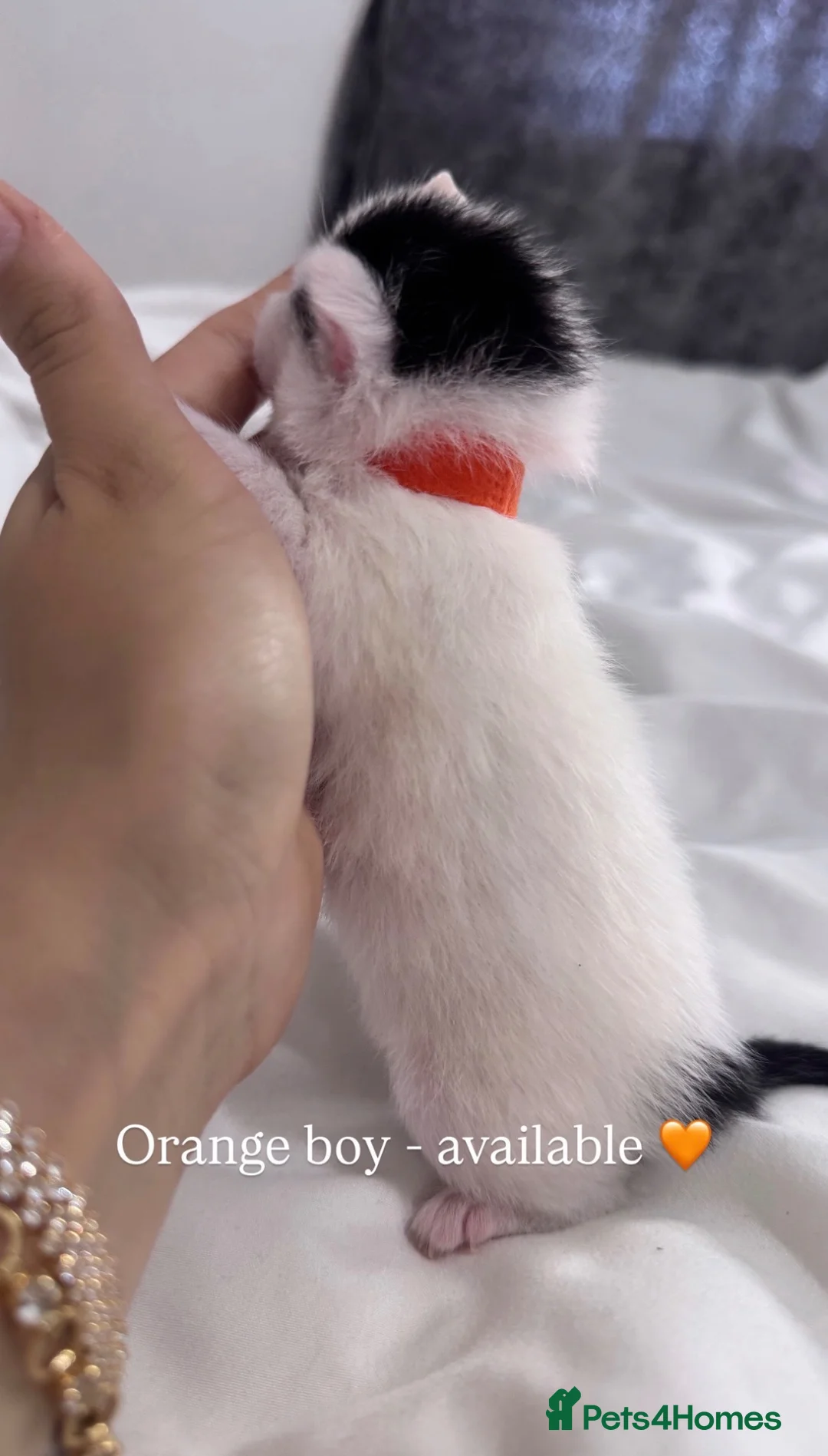 Mixed Breed cats for sale: 4 Gorgeous Boys Looking for Their Forever Homes! - Advert 1