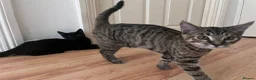 Mixed Breed cats for sale: Affectionate 16 Week Old Kittens - Advert 3
