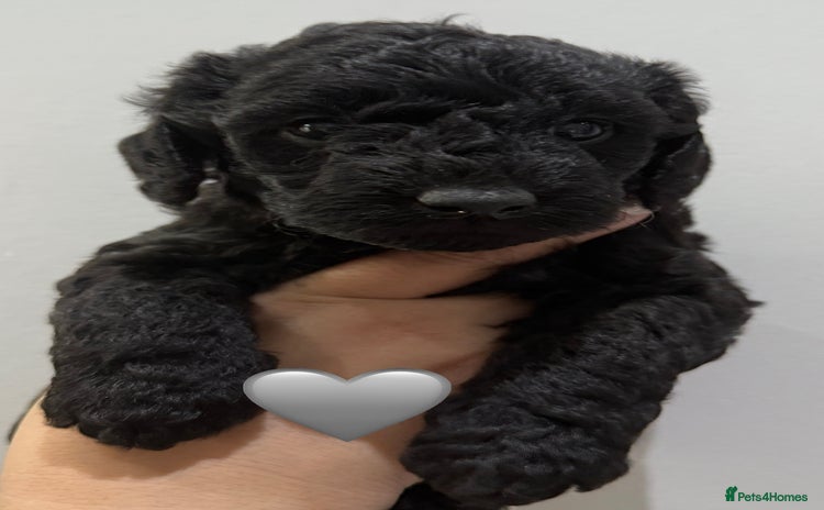 Labradoodle dogs - Advert 4