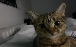 Bengal cats for sale: Bengal female cat 9 months old - Advert 3