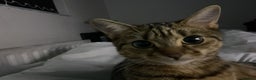 Bengal cats for sale: Bengal female cat 9 months old - Advert 3