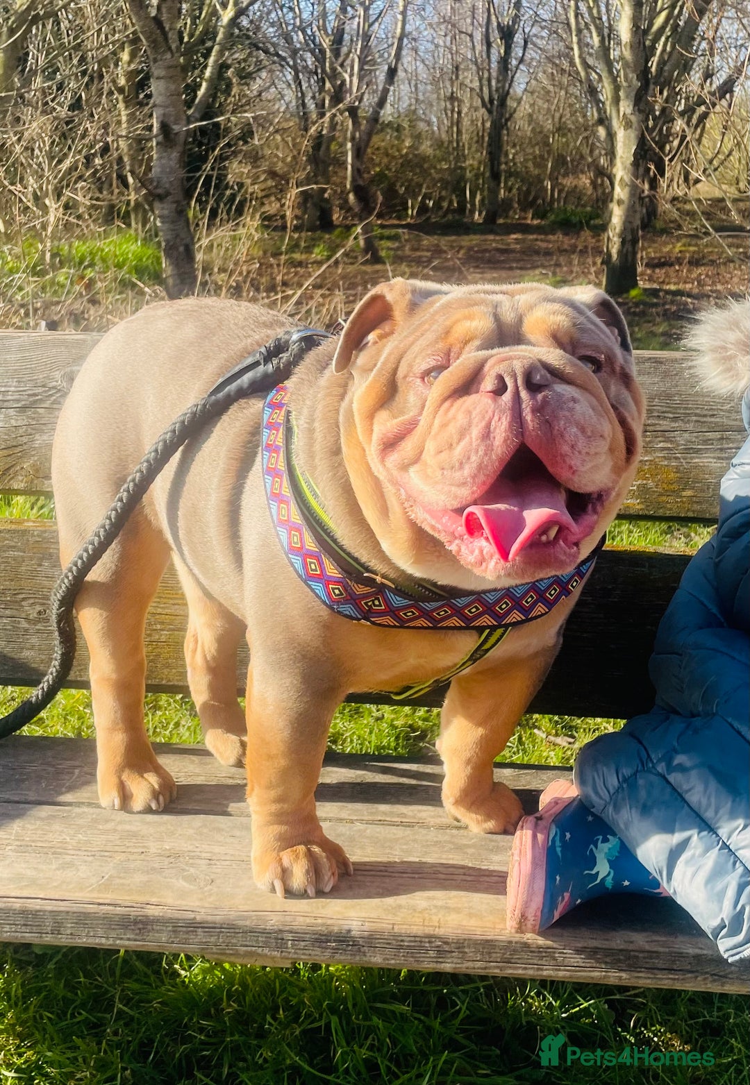 English Bulldog dogs for stud: *RUBBLE* NEBBR beautiful boy - Image 3