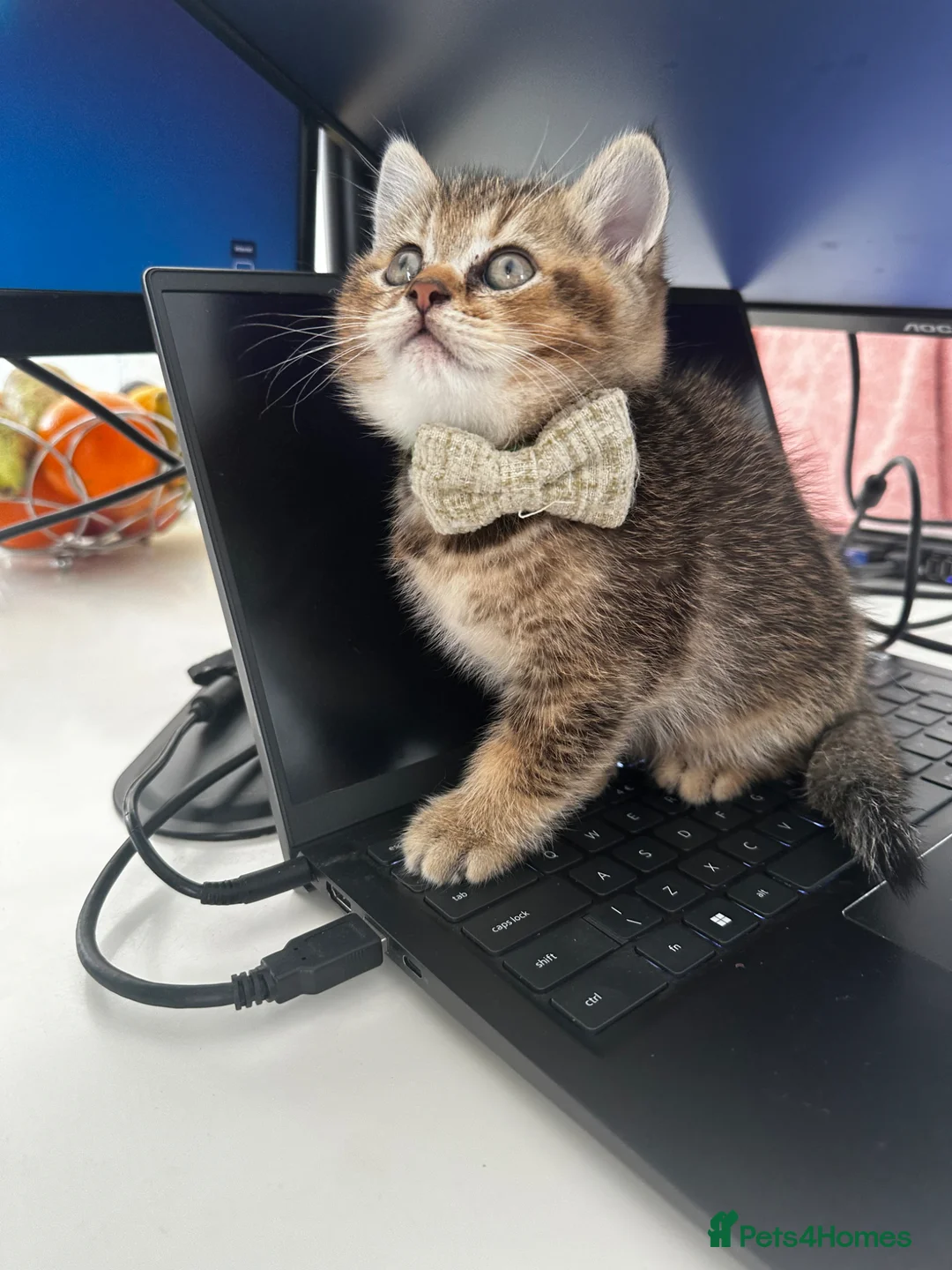 British Shorthair cats for sale: Golden BSH Kittens  GCCF Registered - Chunky bear  - Advert 2