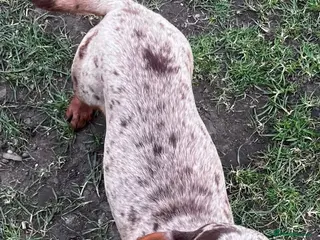 Miniature Dachshund dogs Miniature dachshund choc dapple - Advert 1