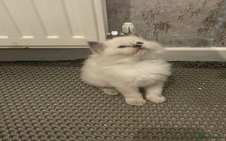 Ragdoll cats for sale: 🌟CHAMPION🌟 FATHER GCCF 🌟BLOOD LINE RAGDOLL - Image 15