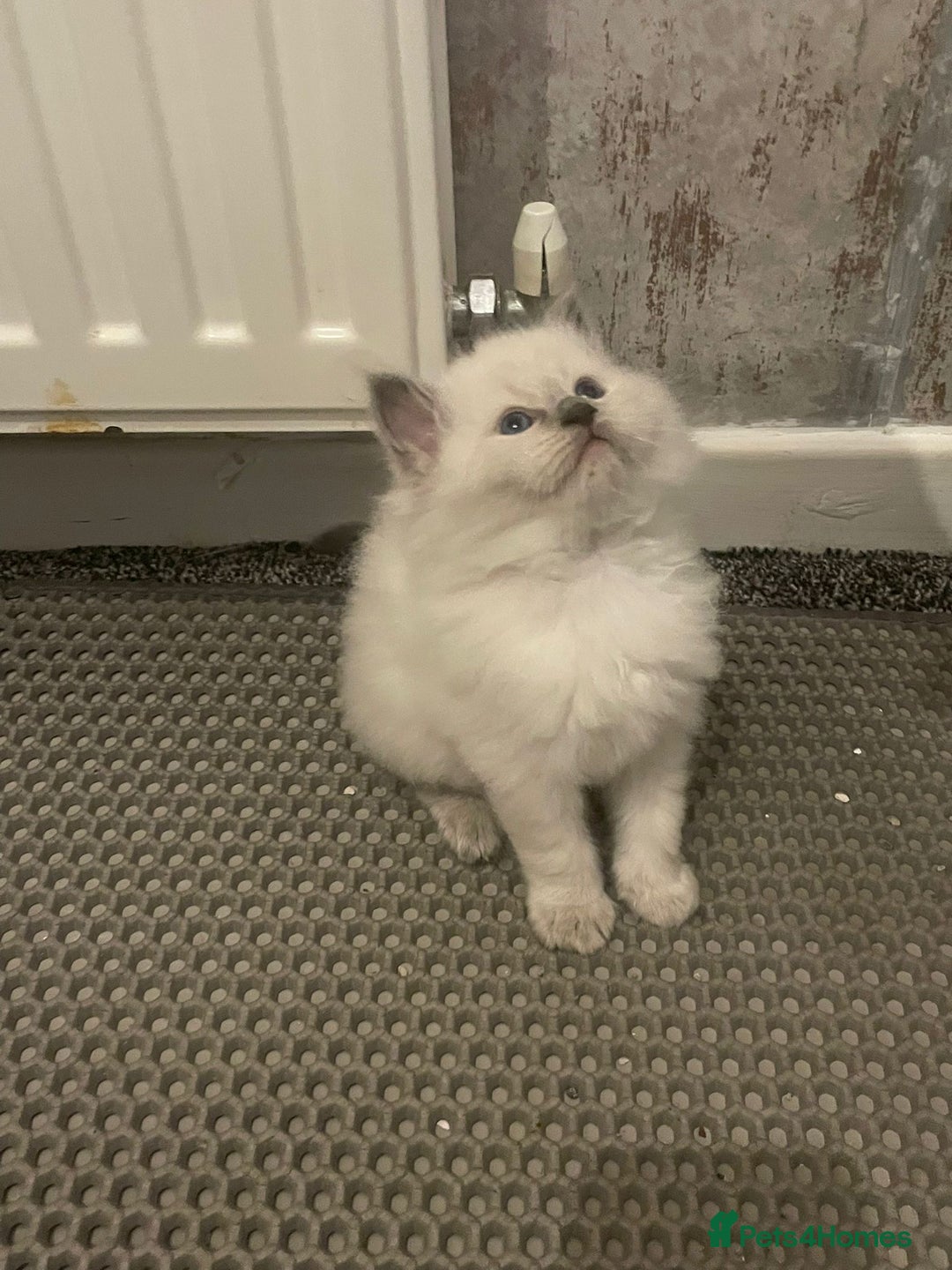 Ragdoll cats for sale: 🌟CHAMPION🌟 FATHER GCCF 🌟BLOOD LINE RAGDOLL - Image 15