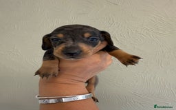 Miniature Dachshund dogs for sale: Miniature dachshunds  - Image 23