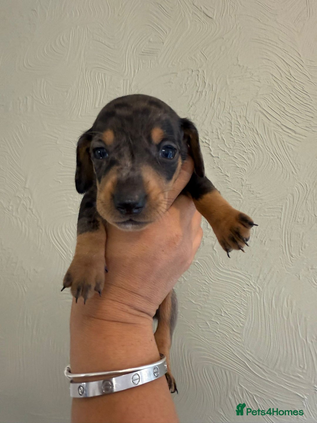 Miniature Dachshund dogs for sale: Miniature dachshunds  - Image 23