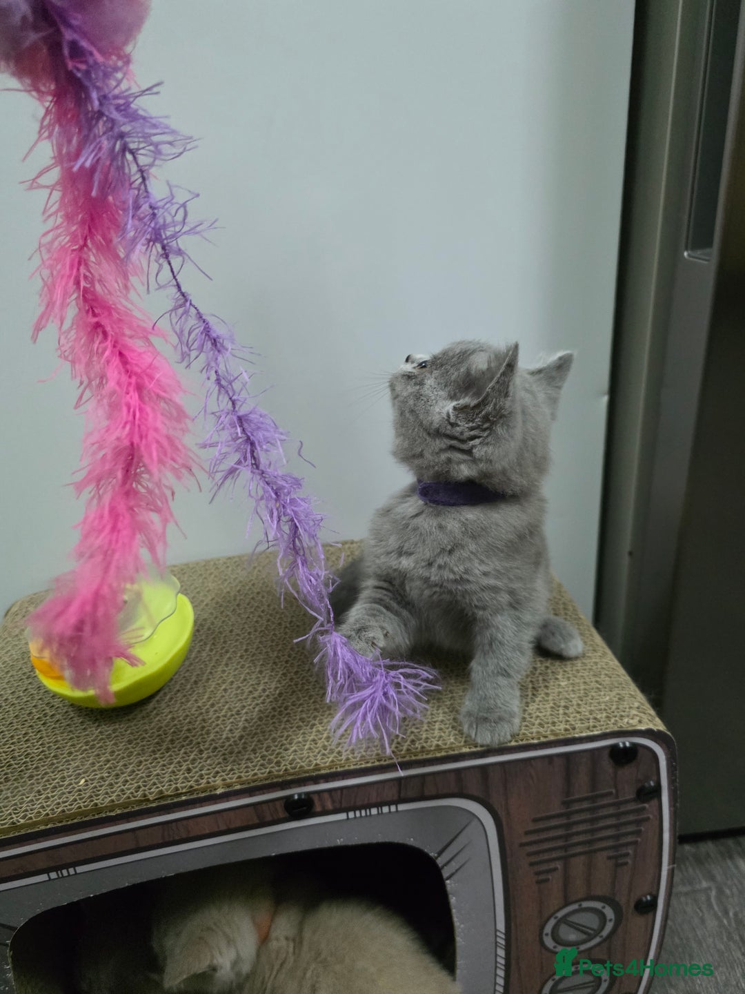 British Shorthair cats for sale: Beautiful British shorthair kittens - Image 9