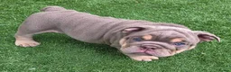 English Bulldog dogs for sale: Rare opportunity- grandpups of Burleybullz Nemesis - Advert 25