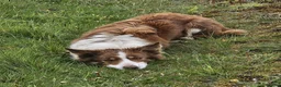 Border Collie dogs for sale: ISDS Border Collie Pups - Advert 6