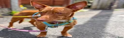 Mixed Breed dogs for adoption: Shadow - Podenco Maneto  in Birmingham - Advert 8