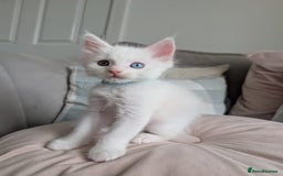 Maine Coon cats for sale: Maine Coon Kittens some polydactyl - only 2 left! - Image 12