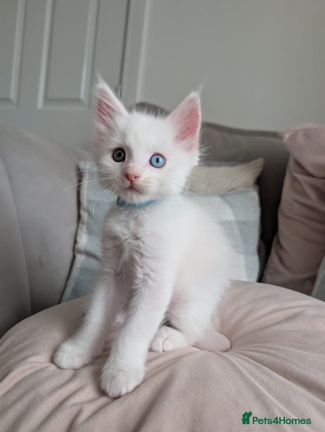 Maine Coon cats for sale: Maine Coon Kittens some polydactyl - only 2 left! - Image 12