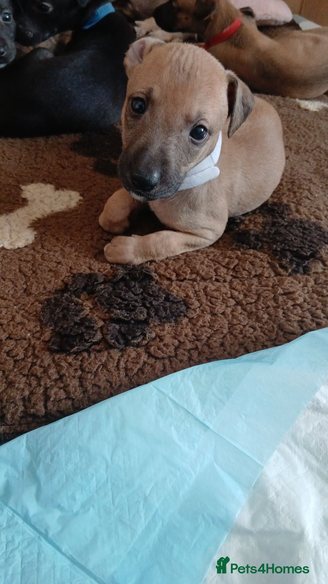 Mixed Breed dogs whippet / greyhound saluki whippet - Advert 18